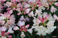 b328816c-IMG_7065 rododendron.jpg